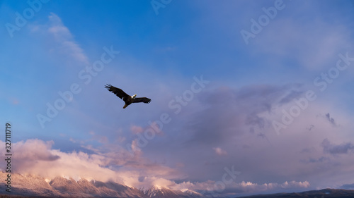 Eagle flying in over mountains in winter