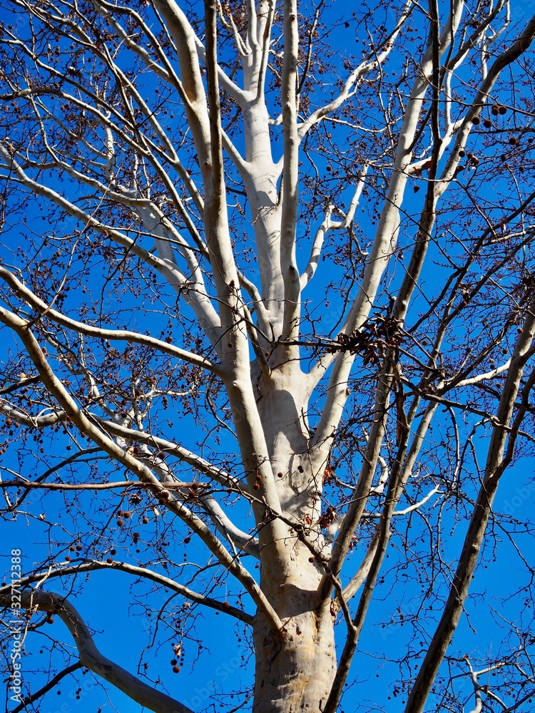 plane tree in early spring with bare branches plane tree in early spring with bare branches