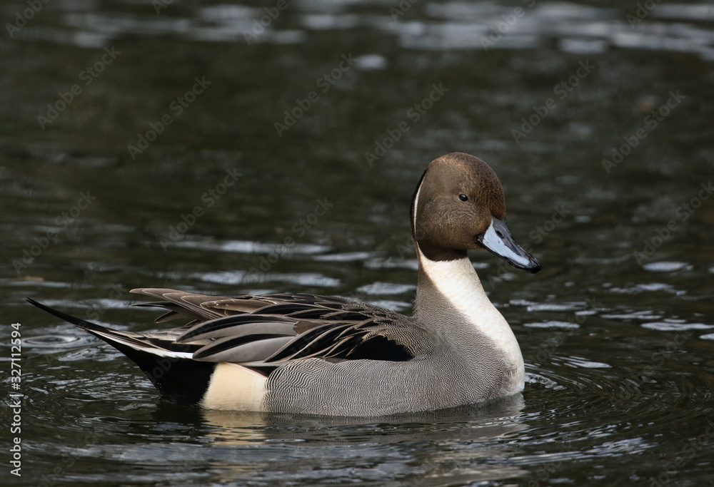 A magnificent male Pintail Duck, Anas acuta, swimming on a lake in the UK. A magnificent male Pintail Duck, Anas acuta, swimming on a lake in the UK.