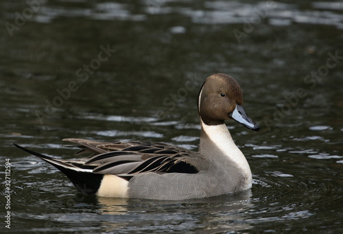 A magnificent male Pintail Duck, Anas acuta, swimming on a lake in the UK.