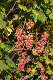 Bunches of red grapes on a background of green leaves on a sunny summer day.