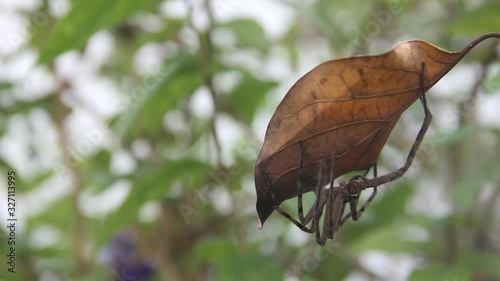 large Spider with long legs, probably Heteropoda venatoria, hid under a dry leaf, a venomous spider. Sri Lanka, December photo