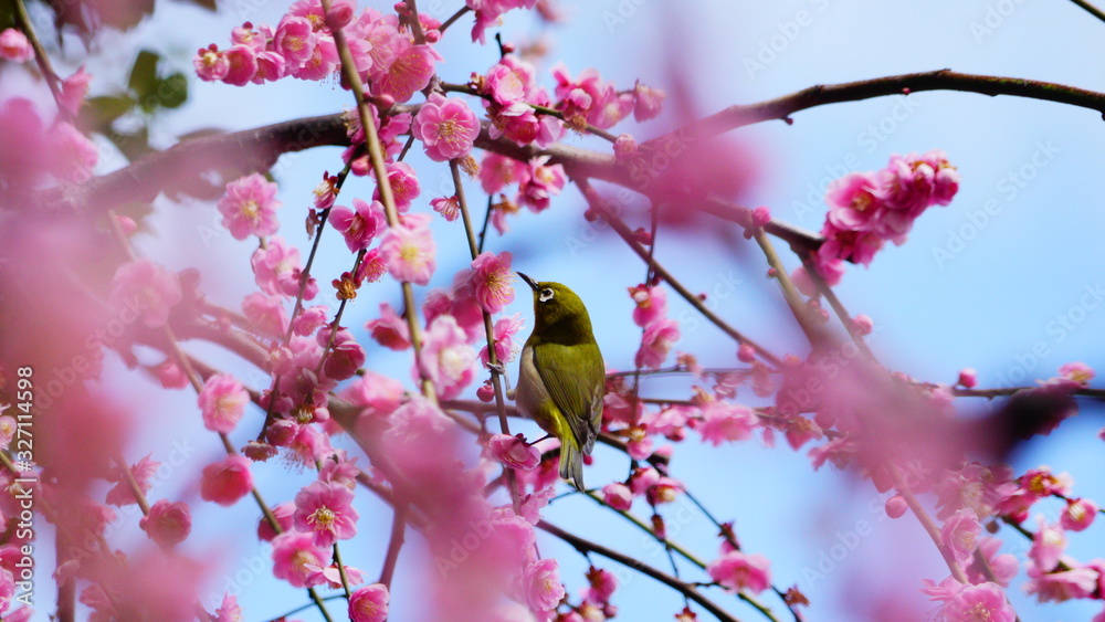 城南宮の梅林とメジロ