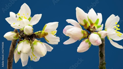 Almond fruit flower blossoming timelapse against a bluen background photo