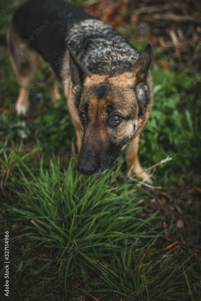 a german shepherd is looking straight into the camera. he has puppy dog eyes and he looks a little sad and lonely. there is green grass under the dog, and it looks like a very natural environment. 