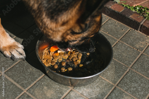 a german shepherd eating kibble out of a dog bowl. there are carrots and supplements mixed in the dog food, and the dog is eating it up. it looks very delicious and the dog is very hungry.
