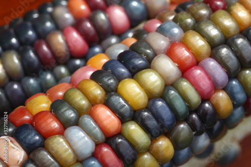 Super colorful indian glasgem corn on the cob perfect for fall decoration