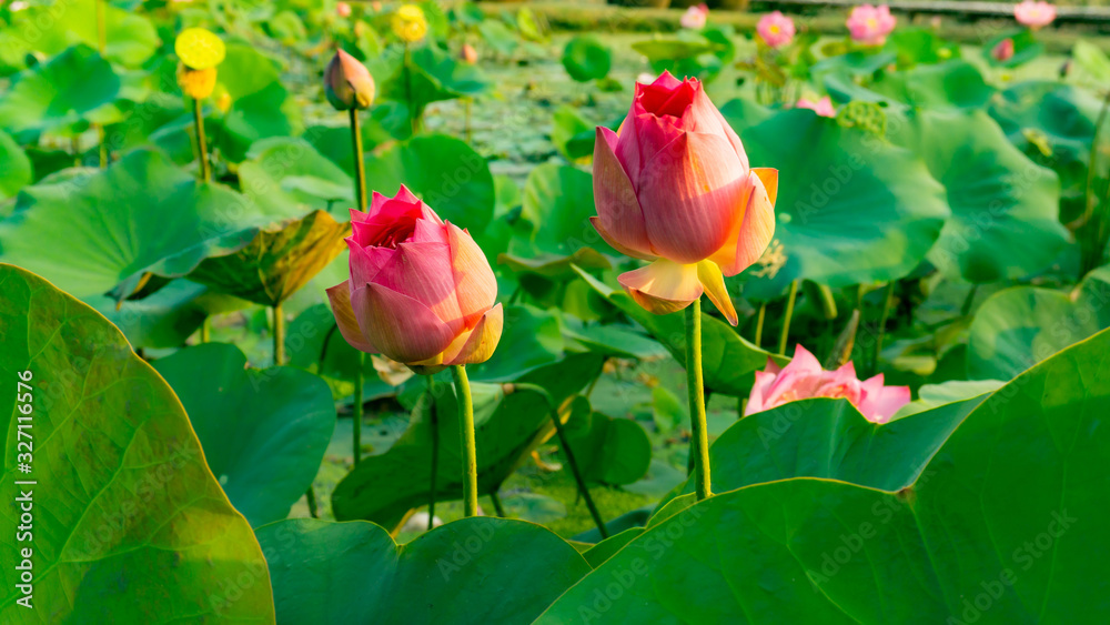 Beautiful pink petals of bud Lotus flower blooming on green leaves in a pond and natural landscaped