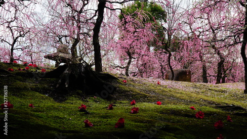 城南宮の梅林 photo