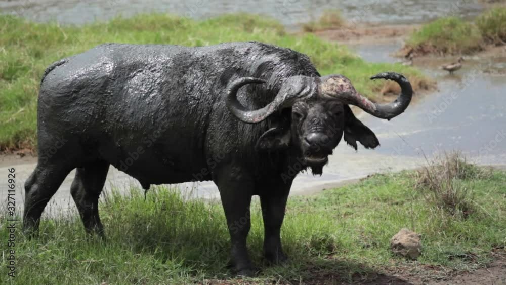 African water buffalo covered in mud, safari lake Nakuru Kenya, close up African water buffalo covered in mud, safari lake Nakuru Kenya, close up