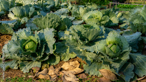 Plantation vegetable field of white cabbage know as common cabbage in garden of green leaves under soft sunlight morning