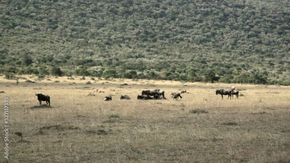Wildebeests rest at Masai Mara savannah, safari Kenya Wildebeests rest at Masai Mara savannah, safari Kenya
