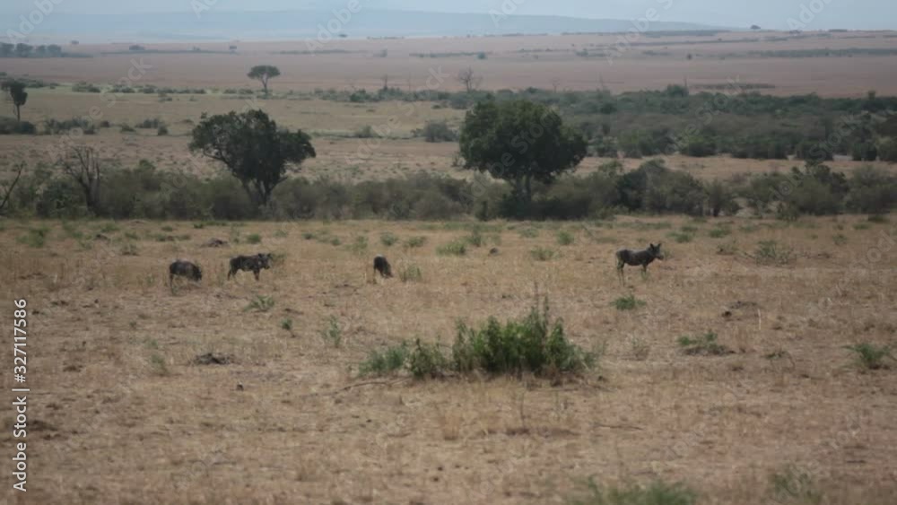 Wild boars at Masai Mara park, safari Kenya Wild boars at Masai Mara park, safari Kenya