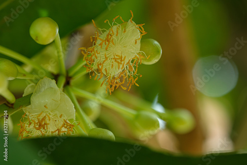 Sarapee flowers that are very fragrant. © Detchana