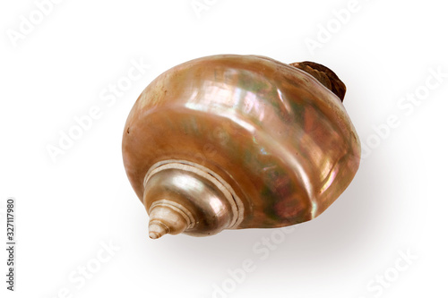 Giant iridescent pearl shell of a sea gastropod isolated on white background