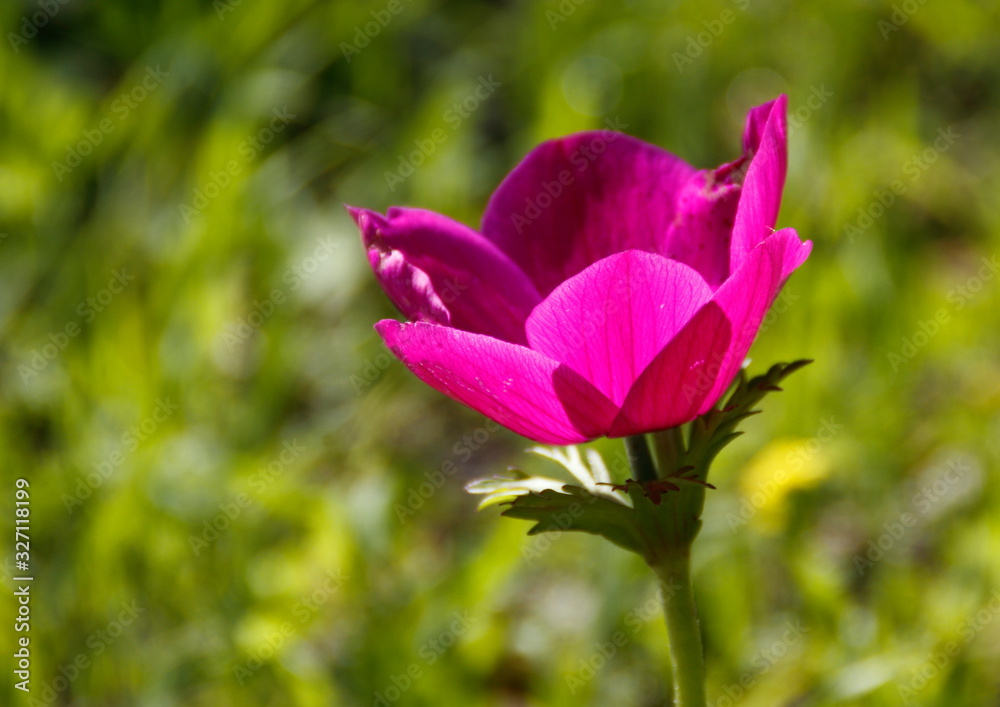 Fototapeta premium pink flower in the garden