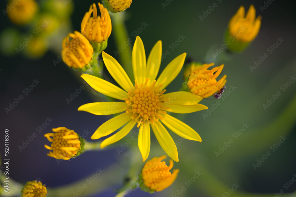 Wild flowers on the field Wild flowers on the field