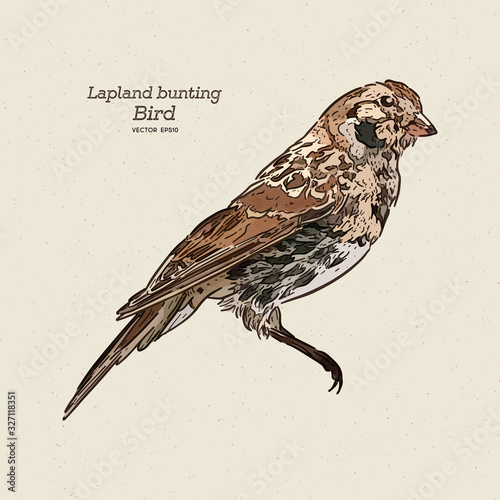 The Lapland longspur (Calcarius lapponicus), also known as the Lapland bunting, hand draw sketch vector. photo