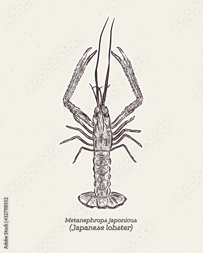 Metanephrops japonicus is a species of lobster found in Japanese waters, hand draw skecth vector. photo