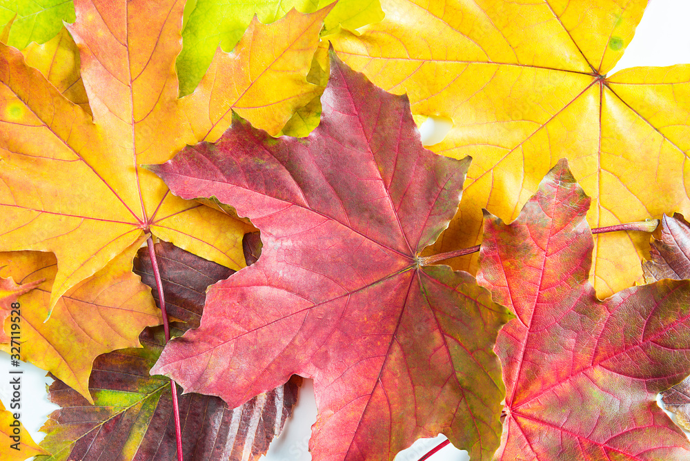 Red and yellow maple leaves top view close up Red and yellow maple leaves top view close up