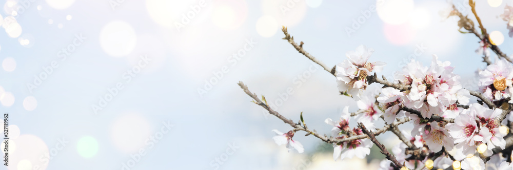 Spring background with blossom