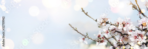 Spring background with blossom © Morgan Studio