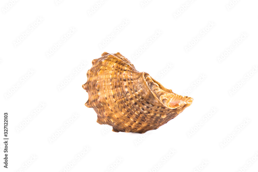 Seashell isolated on white background. Copy space. Seashell isolated on white background. Copy space.