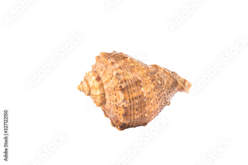 Seashell isolated on white background. Copy space.