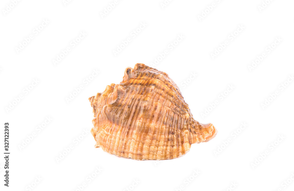 Seashell isolated on white background. Copy space. Seashell isolated on white background. Copy space.