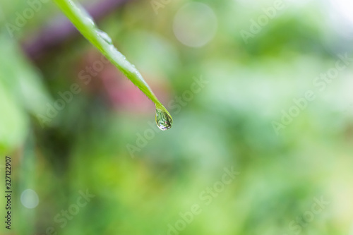 Water drop on flower after rain drop