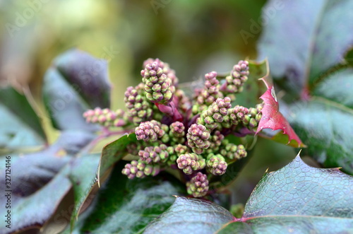 Knospen an einer Stechpalme photo