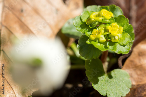 Golden saxifrage, Alternate leaved golden saxifrage or Chrysosplenium alternifolium, mat-forming perennial plant of wet and damp habitats, with yellow green bracts, family Saxifragaceae photo