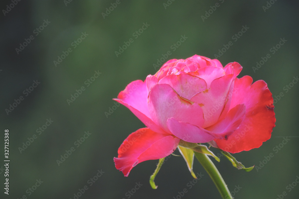 pink rose on black background