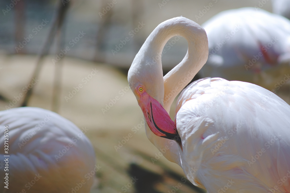 Naklejka premium close up shape pink flamingos.