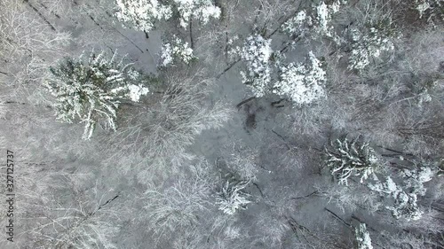 Wald von oben