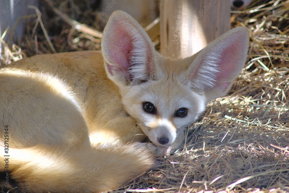 Close up fennec fox / vulpes zerda