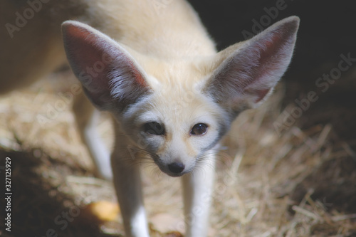 fennec fox   vulpes zerda