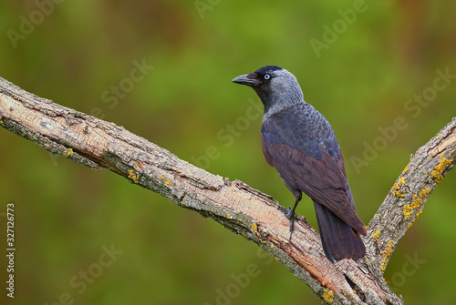Eurasian Jackdaw - Corvus monedula, beautiful perching bird from Euroasian forests and woodlands, Hortobagy, Hungary.