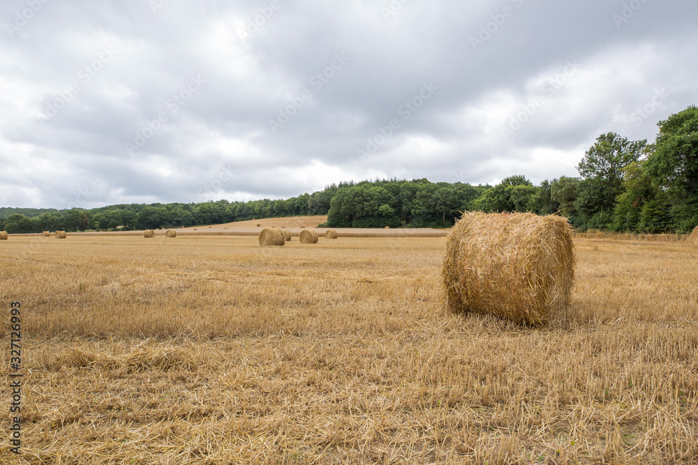 Round harvested haystacks on the grassland in autumn Round harvested haystacks on the grassland in autumn
