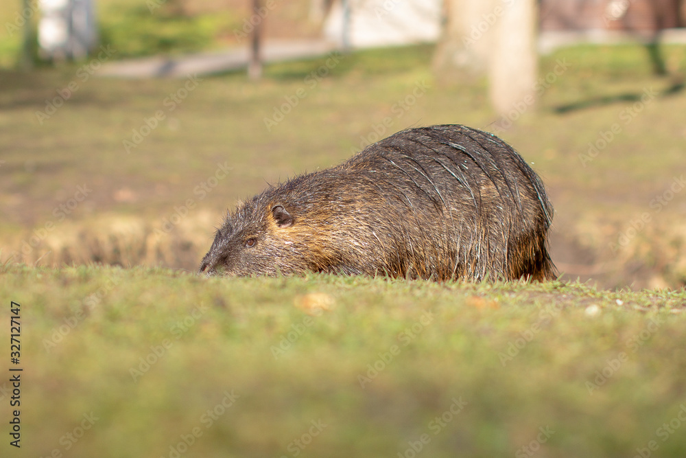 Nutria, Myocastor coypus or river rat the wild near the river Nutria, Myocastor coypus or river rat the wild near the river