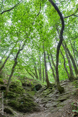 The forest of Paimpont, Broceliande, France