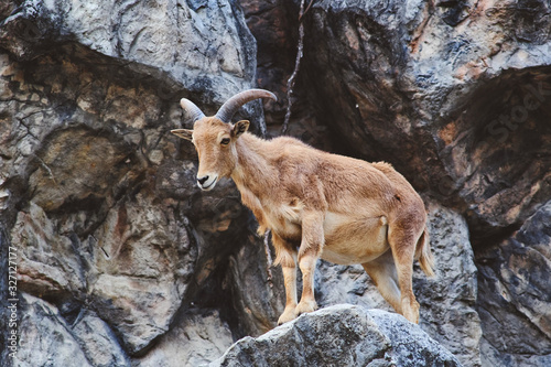 Barbary sheep on the cliff.