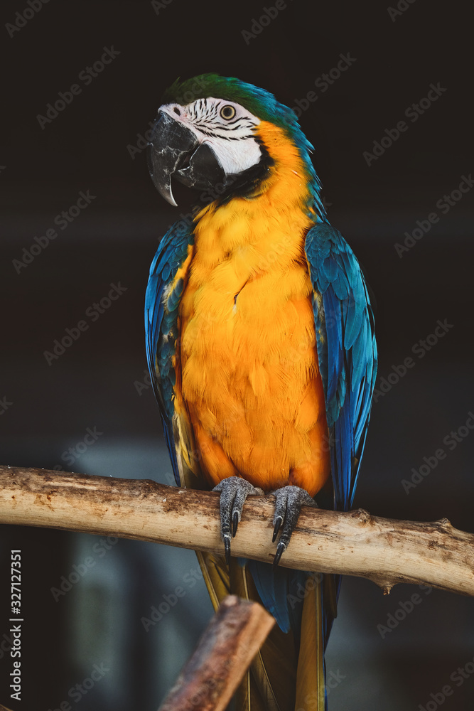 blue and yellow macaw looking at camera background.