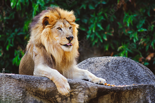 Canvas Print Lion (Panthera leo) sitting on the cliff.