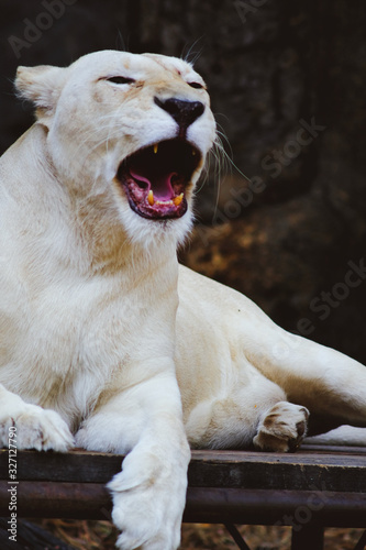 White Lion (Panthera leo)