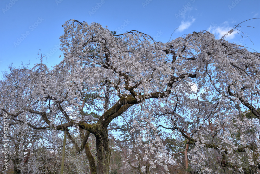 京都御苑の桜 京都御苑の桜
