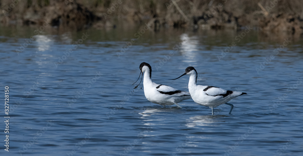 Avocette élégante Avocette élégante