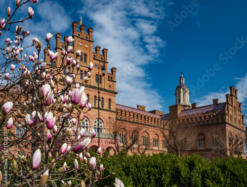 Bluming magnolia tree in garden of former residence of Bukovinian and Dalmatian metropolitans, Chernivtsi, Ukraine photo