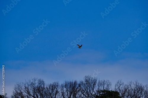 eurasian sparrow hawk is in flight