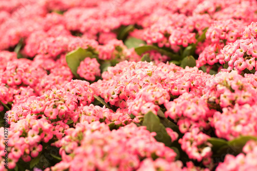Close up beautiful small pink flowers on blur background. Alyssum.